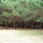 Macquarie Woods - Vittoria State Forest