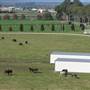 Malniri Park Stud