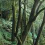 New England National Park