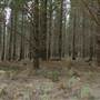 Newnes State Forest