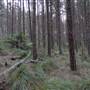 Newnes State Forest