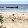 Middle Beach - Mimosa Rocks National Park