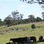 Riverstone Farmland & Eastern Creek