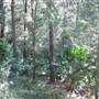 Royal National Park