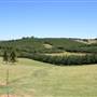 Plantations - Friday Hut Road