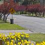 Walcha
