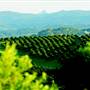 Zentveld's Coffee Plantation