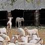 Sheep Station