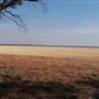 Weethalle