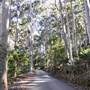 Pebbly Beach Road - Murramarang National Park