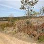 Penrose State Forest - Southern Highlands