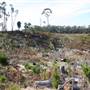 Penrose State Forest - Southern Highlands
