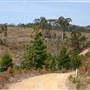 Penrose State Forest - Southern Highlands
