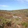 Penrose State Forest - Southern Highlands