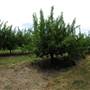 Wilgro Orchard