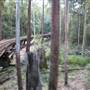 Timbertown