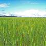 Wheat Fields