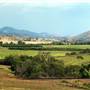 Taree