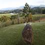 Tweed River Art Gallery