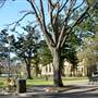 Hyde Park and Archibald Fountain - Sydney CBD