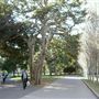 Hyde Park and Archibald Fountain - Sydney CBD