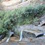 Wentworth Falls