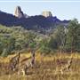 Warrumbungle National Park