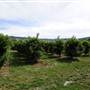 Watkins Orchard (Mandarin & Cumquat)