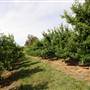 Watkins Orchard (Mandarin & Cumquat)