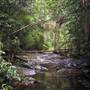 Way Way State Forest