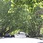 Bareena Ave - Pymble
