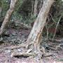 Killen Falls