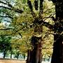 Armidale