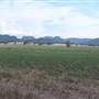 Baradine to Coonabarabran road