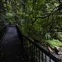 Minnamurra Rainforest Walk