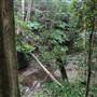 Minnamurra Rainforest Walk