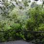 Minnamurra Rainforest Walk