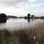 Lake Illawarra North-Budjong Creek Wetland