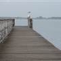 Lake Illawarra North-Tuggerah Bay Jetty