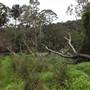 Narrabeen