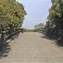 Ash Island Bridge
