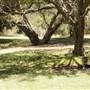 Nielsen Park