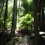 Private Properties - Bamboo, Jungle, Exotic, Forest