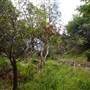 Flatrock Gully