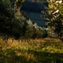 Hopeful Ranch Olive Farm File 1