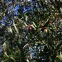 Hopeful Ranch Olive Farm File 1