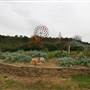 Hopeful Ranch Olive Farm File 2
