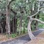 Maiden Theatre - Royal Botanic Garden Sydney