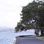 Mrs. Macquarie's Point - Royal Botanic Garden Sydney