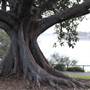 Mrs. Macquarie's Point - Royal Botanic Garden Sydney